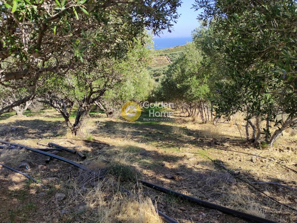 Αγροτεμάχιο στην Αγία Πελαγία, Γάζι — Φωτογραφία 8 από 10