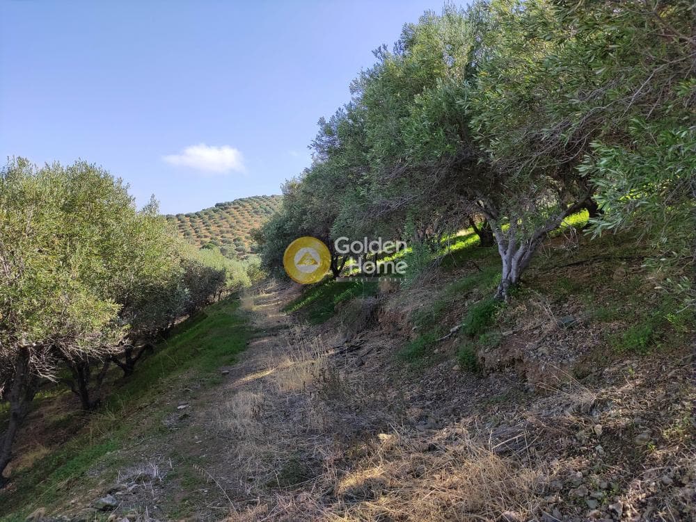 Αγροτεμάχιο στην Αγία Πελαγία, Γάζι — Φωτογραφία 9 από 10