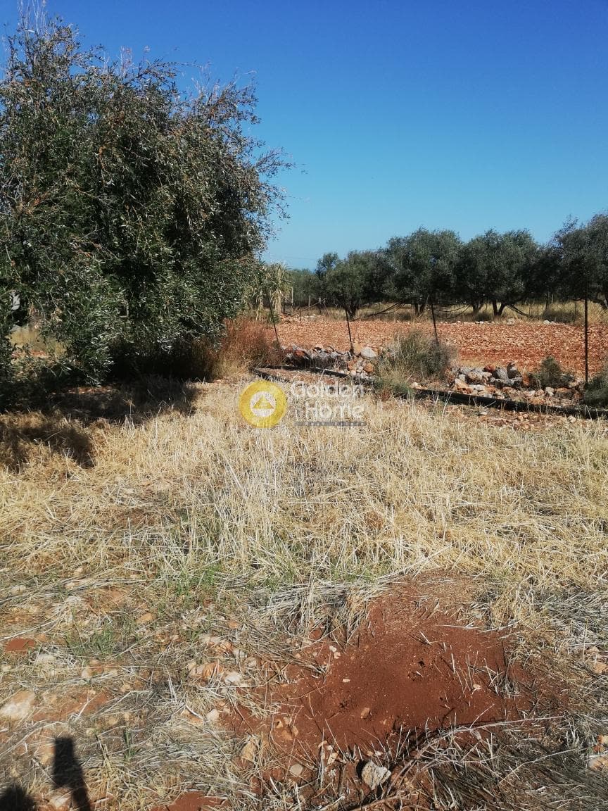 Οικόπεδο στην Σταλίδα, Μάλλια — Φωτογραφία 7 από 7