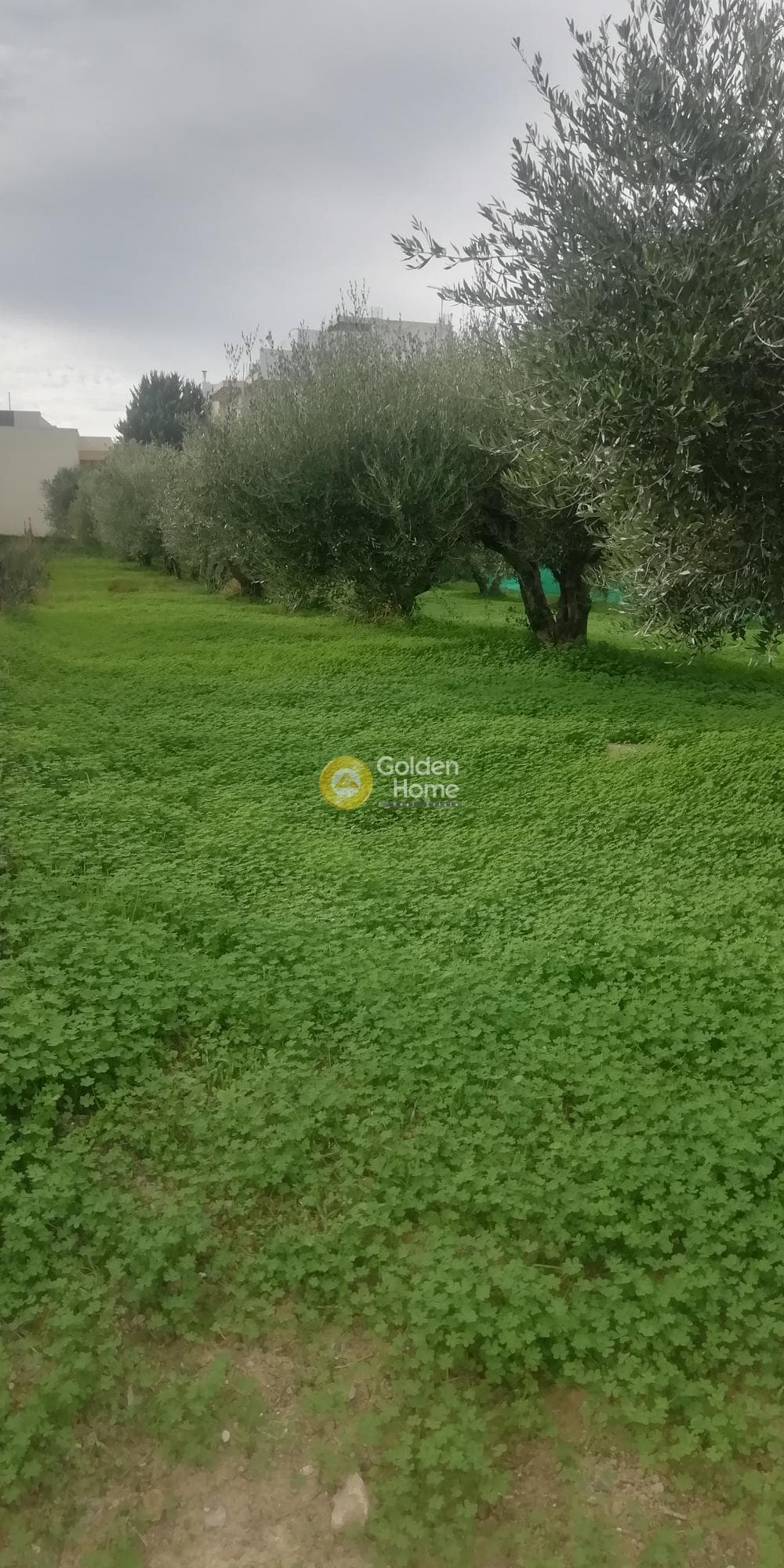 Οικόπεδο στην Βασιλείες, Αρχάνες — Φωτογραφία 10 από 11