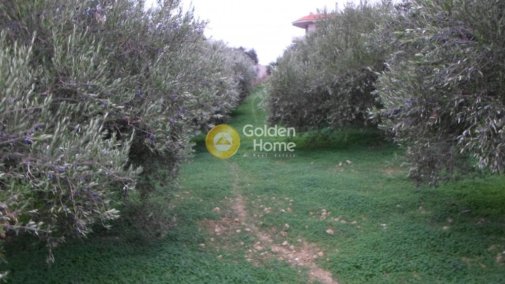 Οικόπεδο στην Φορτέτσα, Ηράκλειο Κρήτης — Φωτογραφία 5 από 8