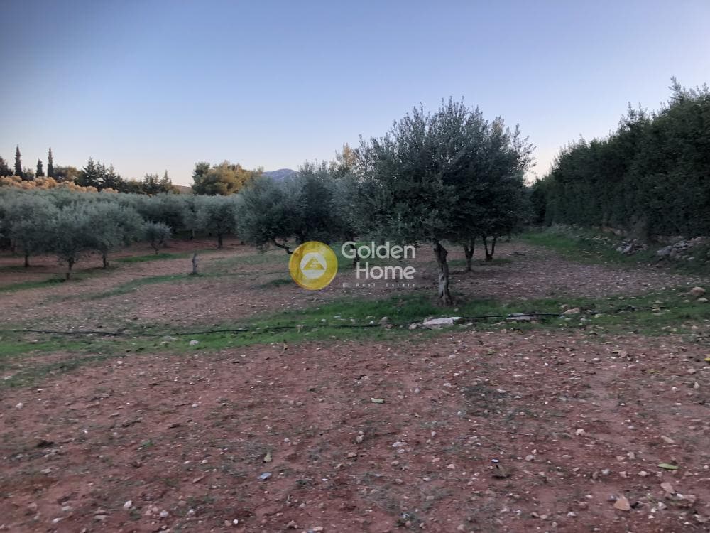 Parcel in Amigdaleza, Stamata — Photo 1 of 12