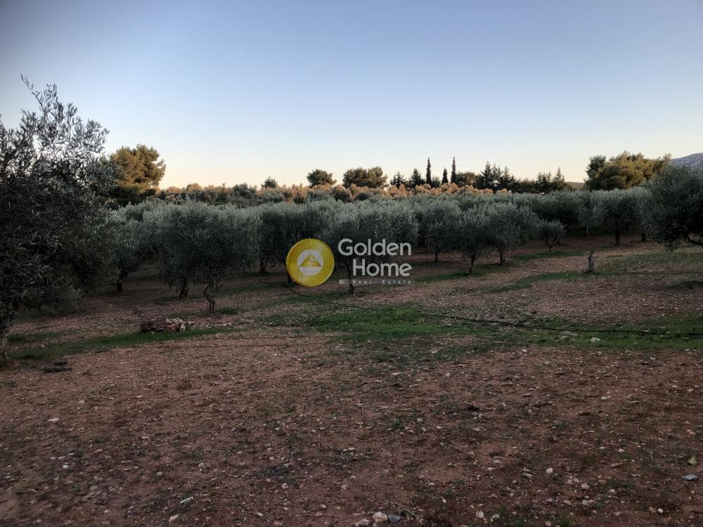 Parcel in Amigdaleza, Stamata — Photo 2 of 12