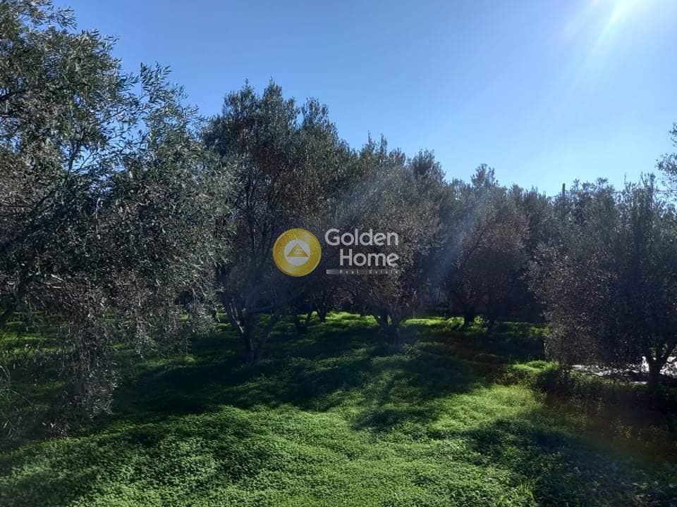 Αγροτεμάχιο στην Κέντρο, Μαραθώνας — Φωτογραφία 8 από 24