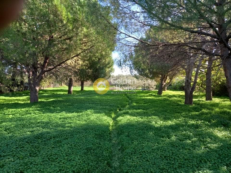 Αγροτεμάχιο στην Κέντρο, Μαραθώνας — Φωτογραφία 11 από 24