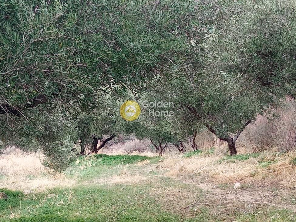 Αγροτεμάχιο στην Άγιος Βλάσιος, Αρχάνες — Φωτογραφία 10 από 18