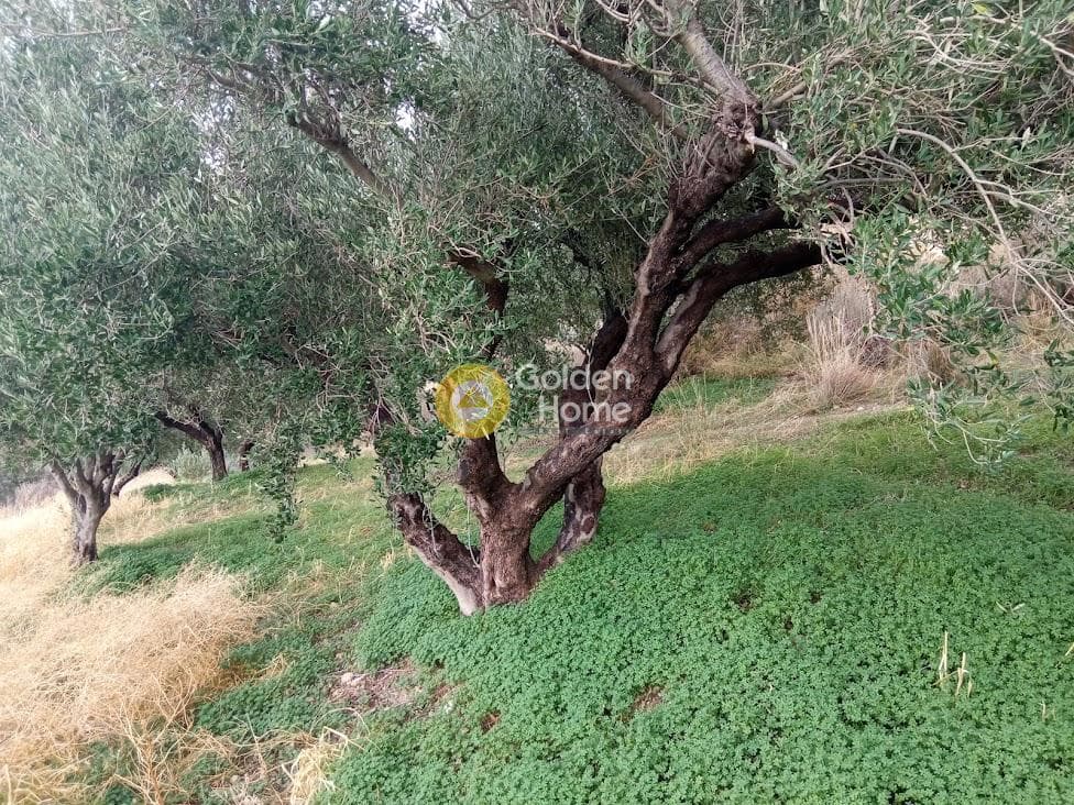 Αγροτεμάχιο στην Άγιος Βλάσιος, Αρχάνες — Φωτογραφία 12 από 18