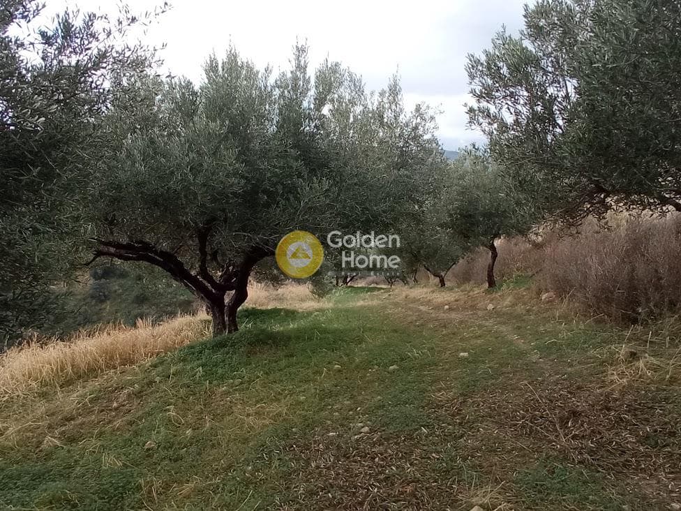 Αγροτεμάχιο στην Άγιος Βλάσιος, Αρχάνες — Φωτογραφία 13 από 18
