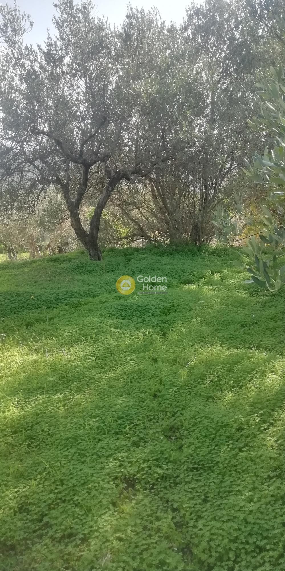 Οικόπεδο στην Κερασιά, Τετραχώρι — Φωτογραφία 2 από 10