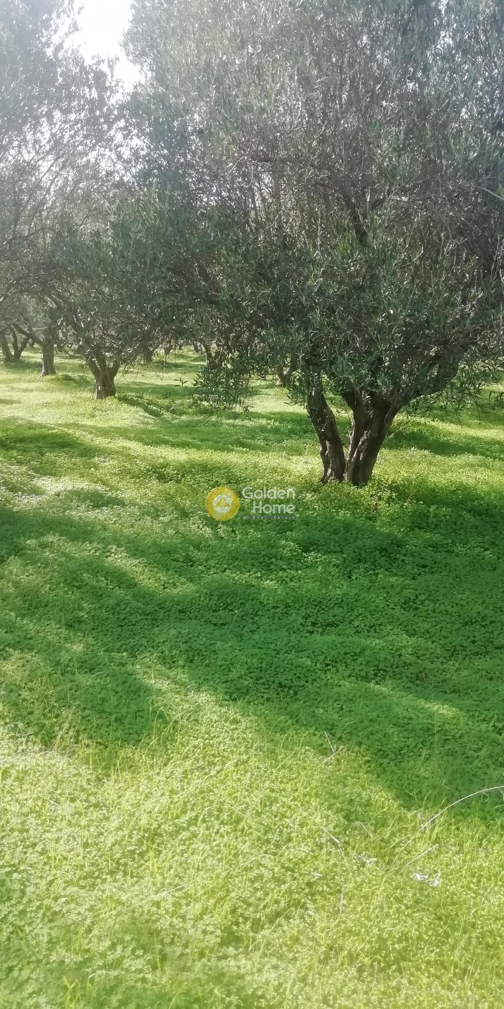 Οικόπεδο στην Κερασιά, Τετραχώρι — Φωτογραφία 4 από 10
