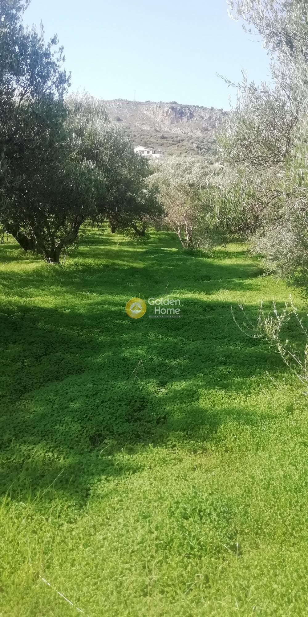 Οικόπεδο στην Κερασιά, Τετραχώρι — Φωτογραφία 3 από 10