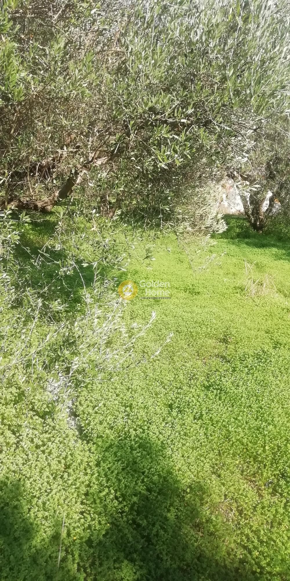 Οικόπεδο στην Κερασιά, Τετραχώρι — Φωτογραφία 5 από 10