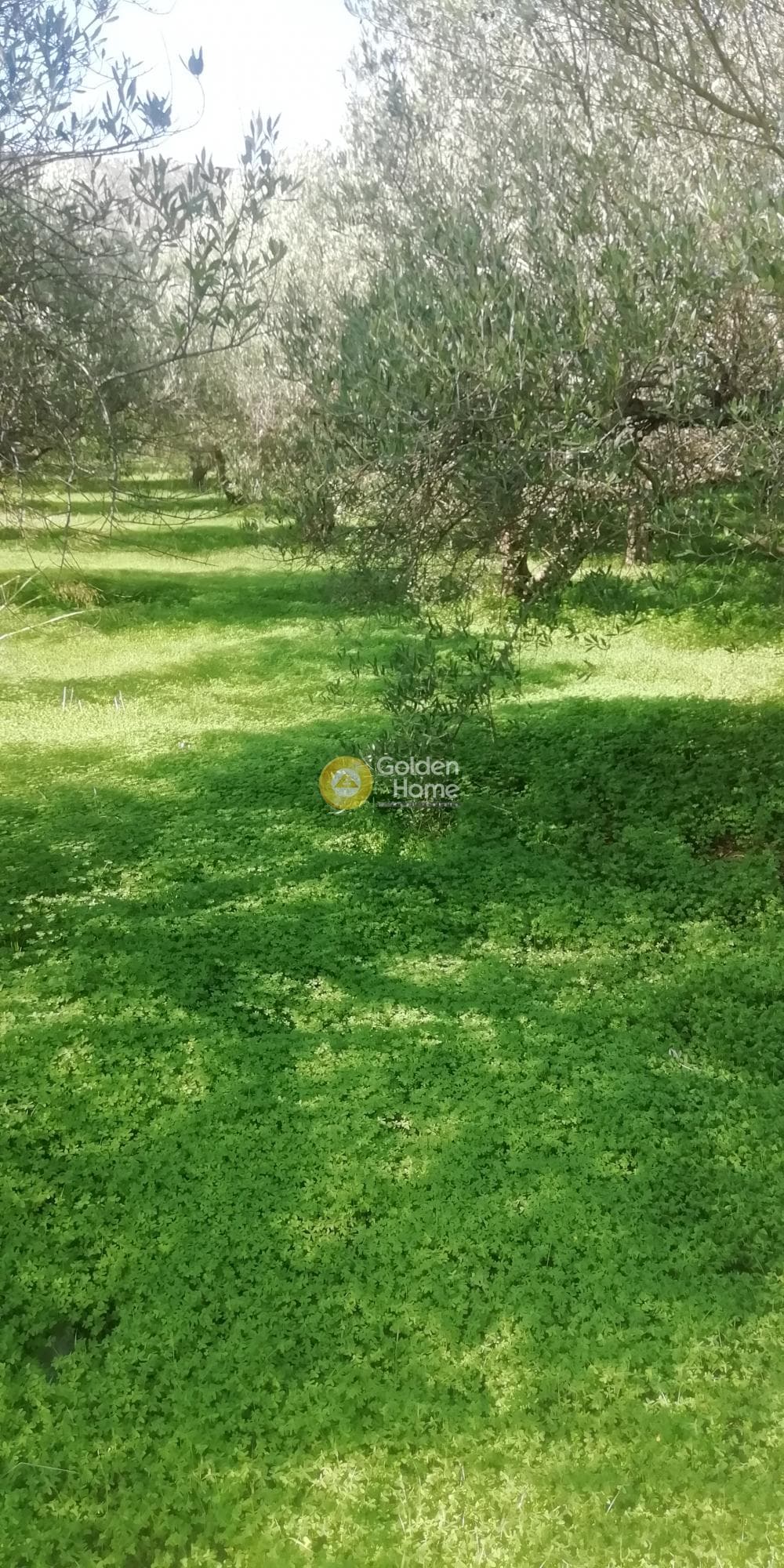 Οικόπεδο στην Κερασιά, Τετραχώρι — Φωτογραφία 6 από 10