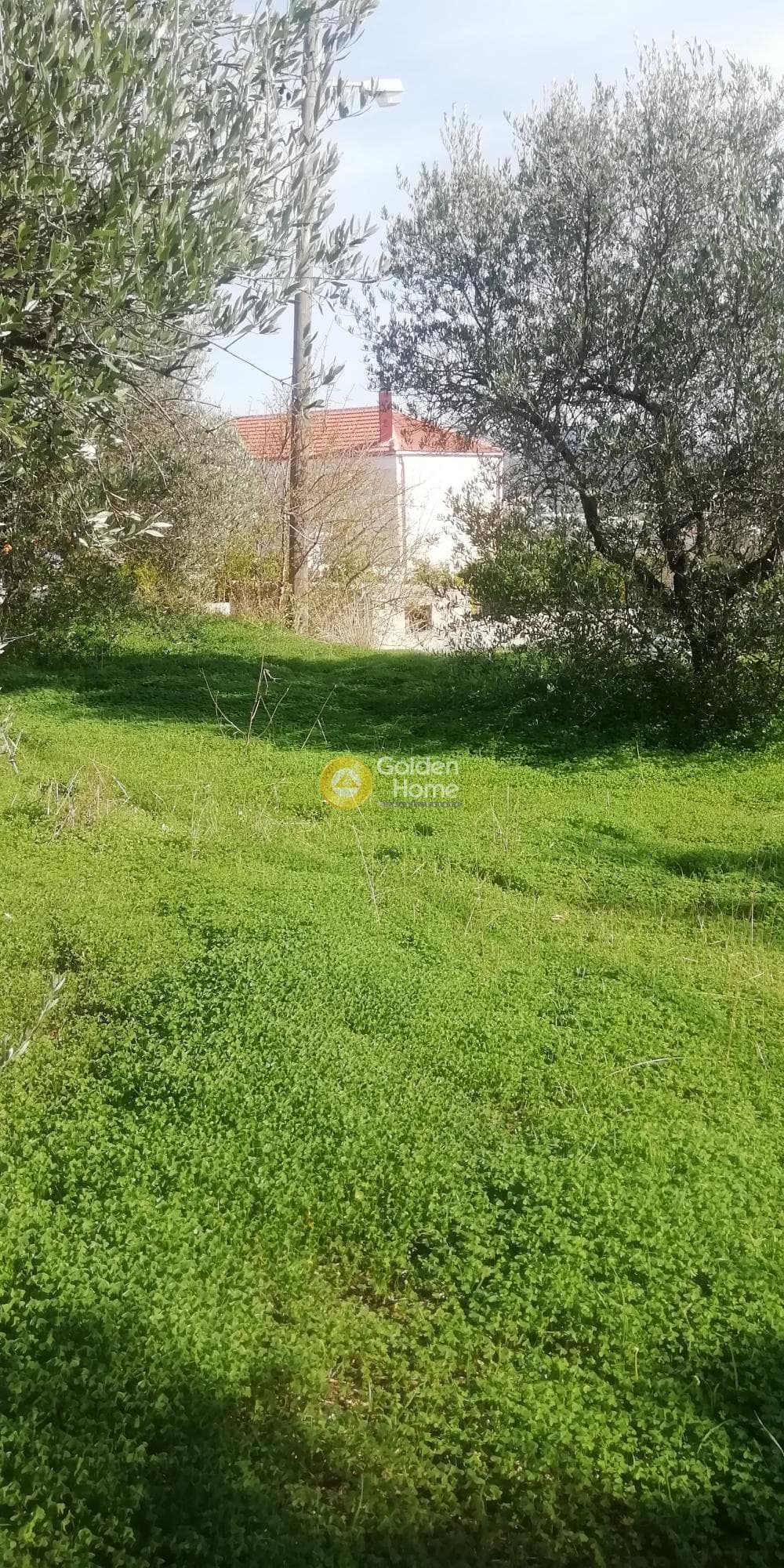 Οικόπεδο στην Κερασιά, Τετραχώρι — Φωτογραφία 7 από 10