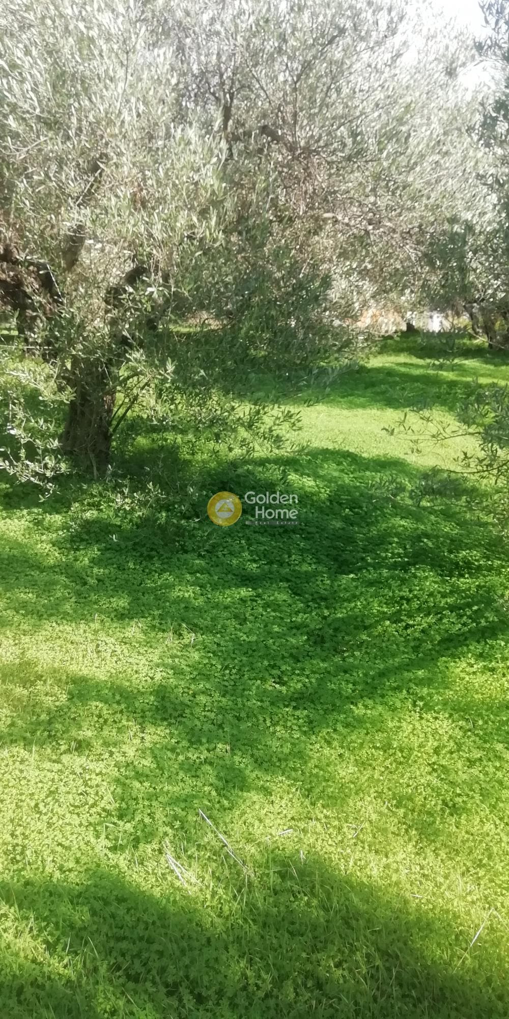 Οικόπεδο στην Κερασιά, Τετραχώρι — Φωτογραφία 2 από 5