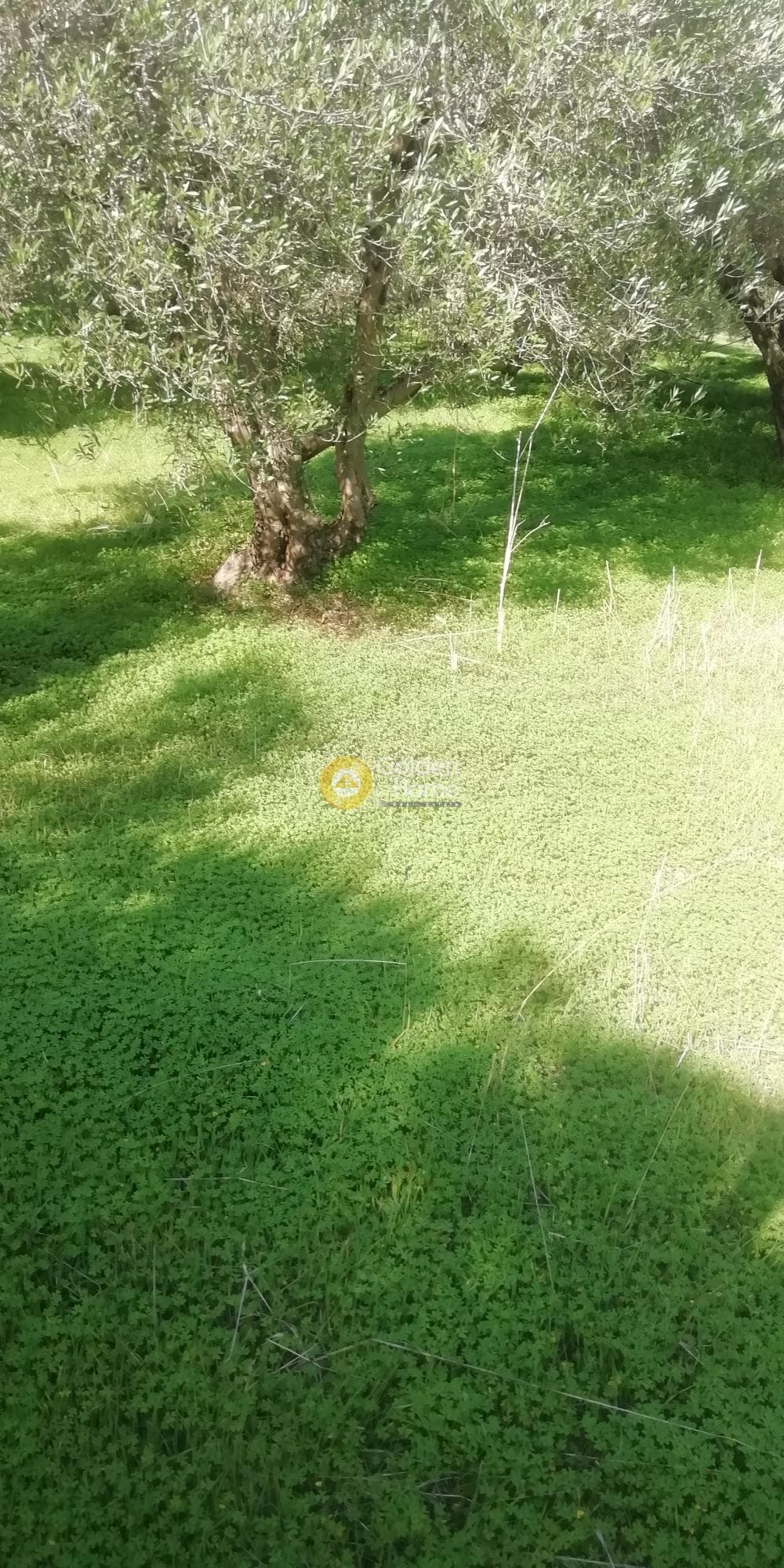 Οικόπεδο στην Κερασιά, Τετραχώρι — Φωτογραφία 3 από 5