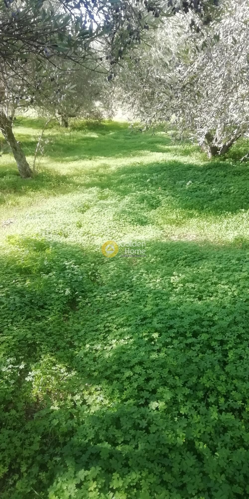 Οικόπεδο στην Κερασιά, Τετραχώρι — Φωτογραφία 4 από 5