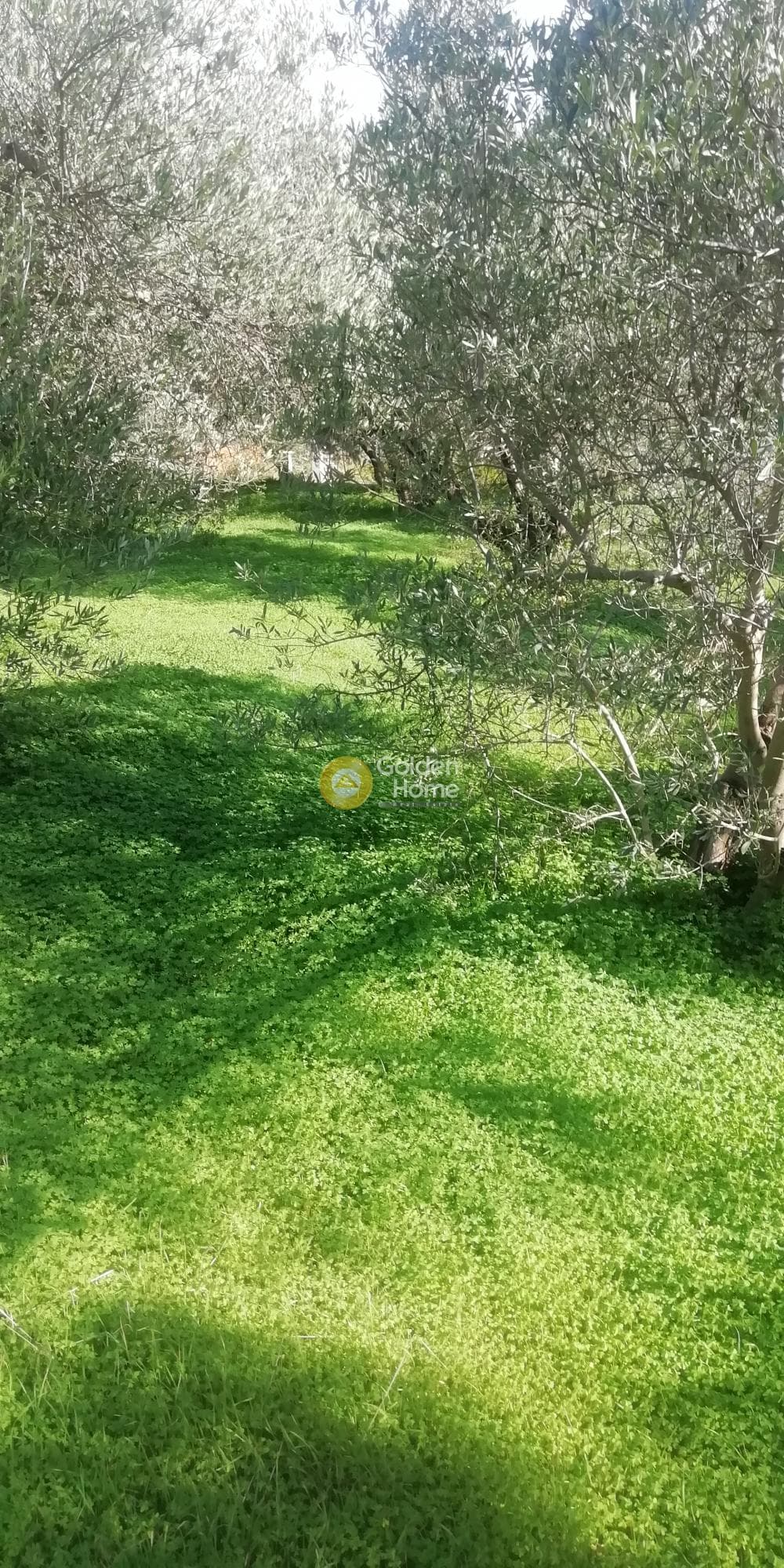 Οικόπεδο στην Κερασιά, Τετραχώρι — Φωτογραφία 5 από 5