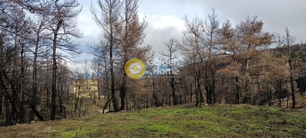 Οικόπεδο στην Αγία Τριάδα, Αφίδνες — Φωτογραφία 3 από 18
