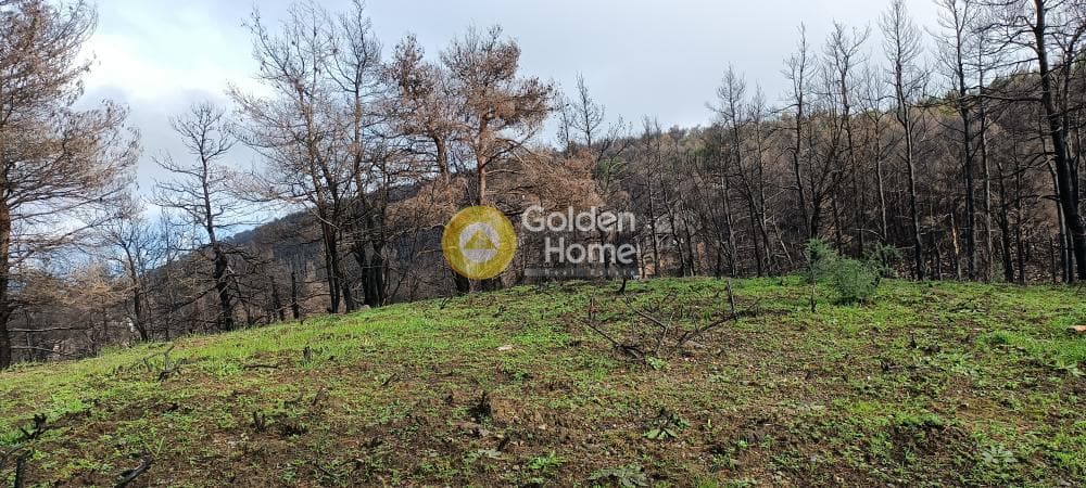 Οικόπεδο στην Αγία Τριάδα, Αφίδνες — Φωτογραφία 2 από 18