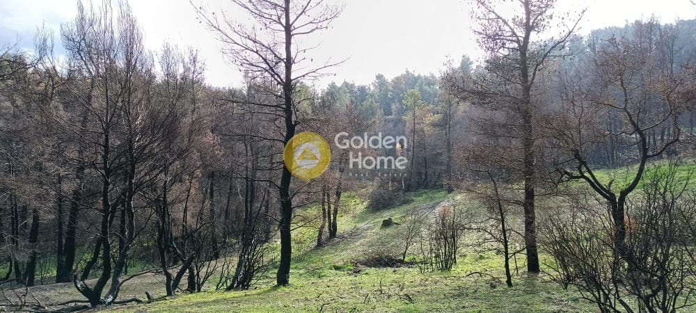 Οικόπεδο στην Αγία Τριάδα, Αφίδνες — Φωτογραφία 5 από 18