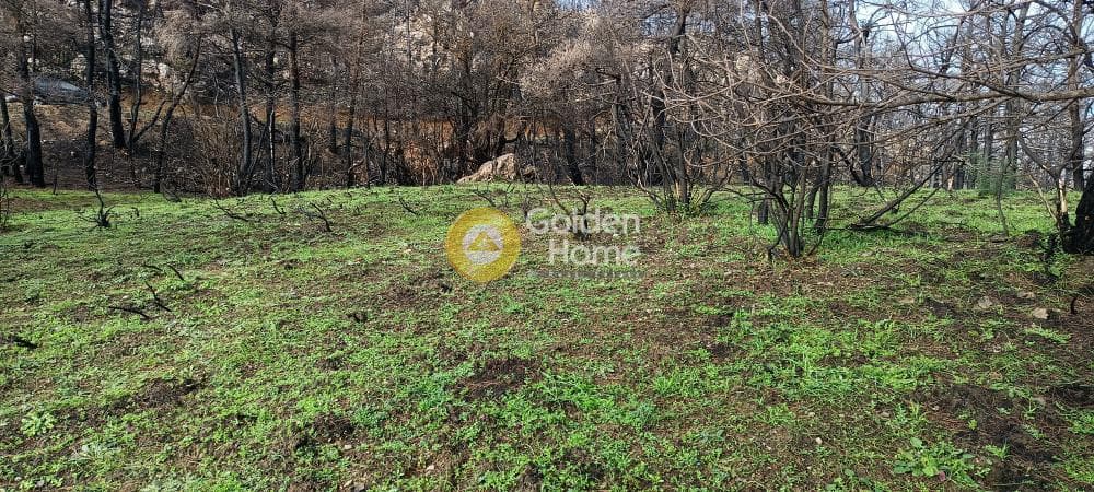 Οικόπεδο στην Αγία Τριάδα, Αφίδνες — Φωτογραφία 6 από 18