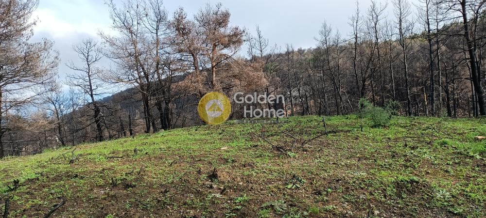 Οικόπεδο στην Αγία Τριάδα, Αφίδνες — Φωτογραφία 10 από 18