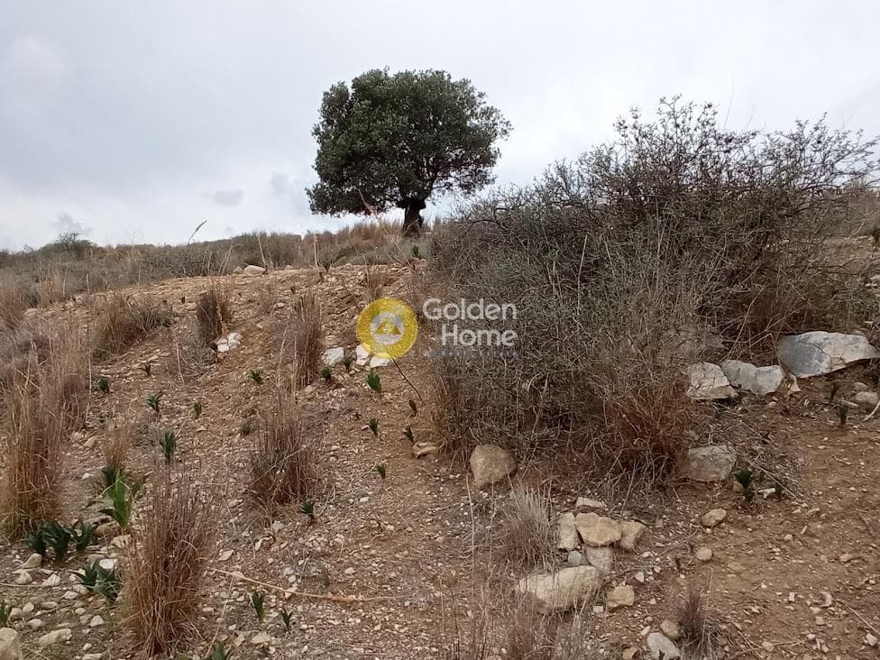 Αγροτεμάχιο στην Καμηλάρι, Τυμπάκι — Φωτογραφία 17 από 21