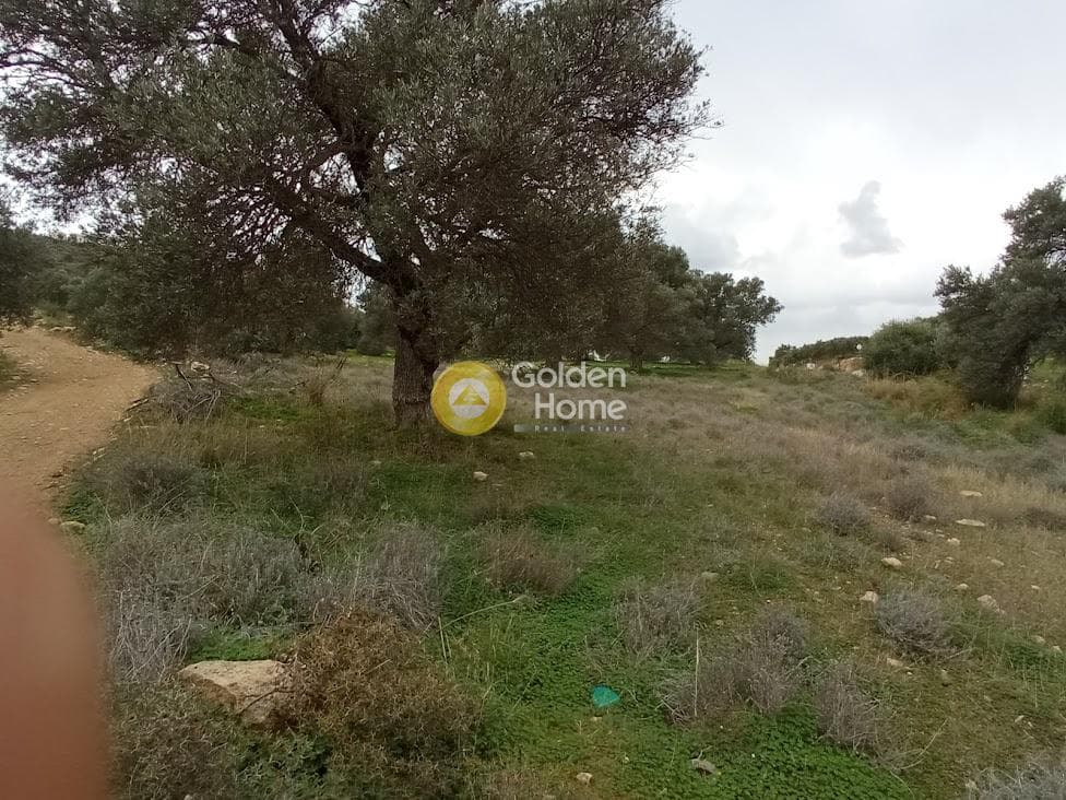 Αγροτεμάχιο στην Νέο Καλαμάκι, Τυμπάκι — Φωτογραφία 4 από 17