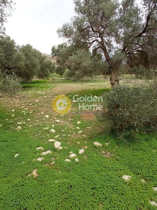 Αγροτεμάχιο στην Νέο Καλαμάκι, Τυμπάκι — Φωτογραφία 5 από 17