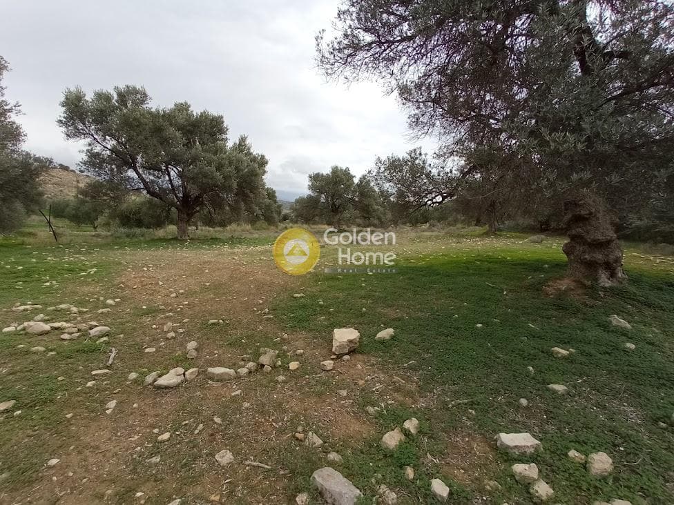 Αγροτεμάχιο στην Νέο Καλαμάκι, Τυμπάκι — Φωτογραφία 7 από 17