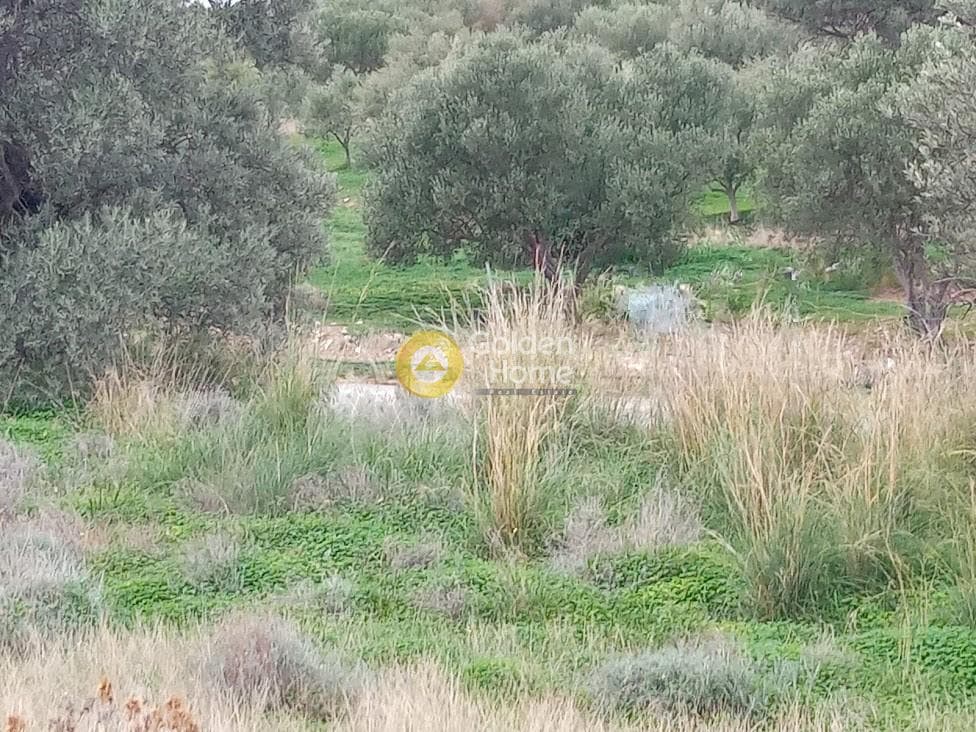 Αγροτεμάχιο στην Νέο Καλαμάκι, Τυμπάκι — Φωτογραφία 17 από 17