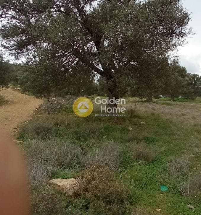 Αγροτεμάχιο στην Νέο Καλαμάκι, Τυμπάκι — Φωτογραφία 16 από 17