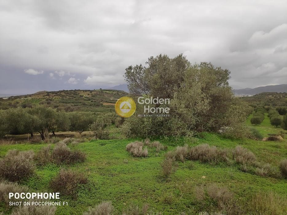 Αγροτεμάχιο στην Καμηλάρι, Τυμπάκι — Φωτογραφία 11 από 16