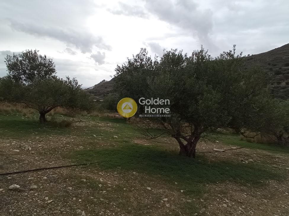 Αγροτεμάχιο στην Καμηλάρι, Τυμπάκι — Φωτογραφία 5 από 22