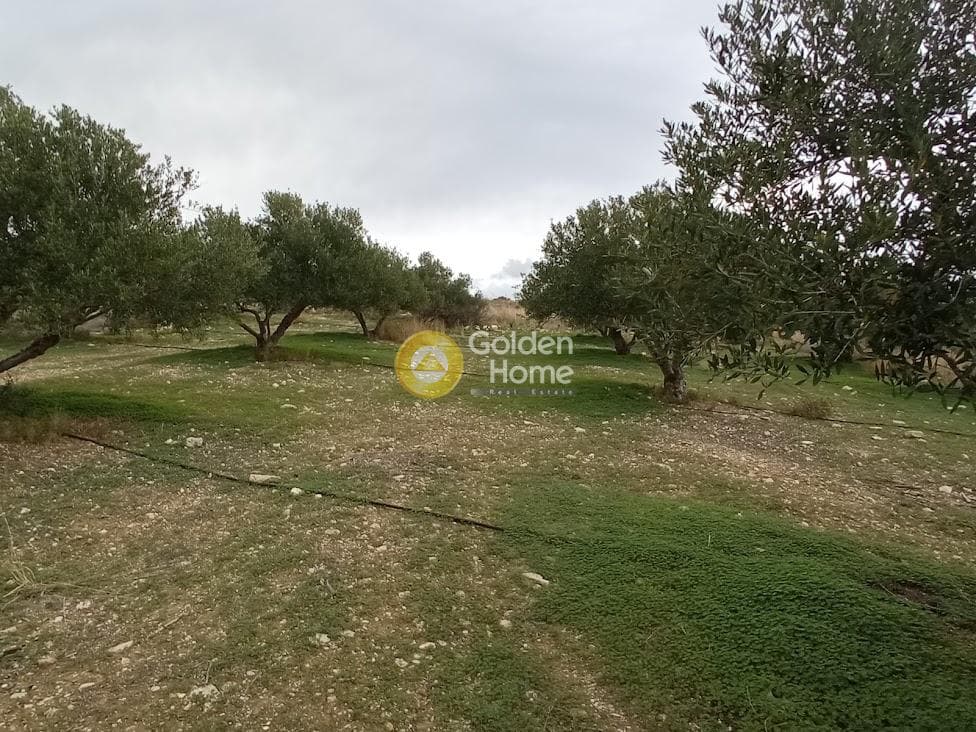 Αγροτεμάχιο στην Καμηλάρι, Τυμπάκι — Φωτογραφία 6 από 22