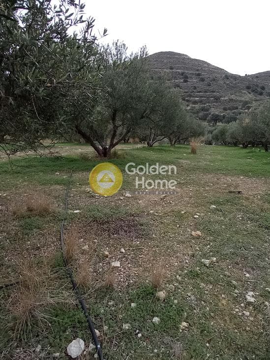 Αγροτεμάχιο στην Καμηλάρι, Τυμπάκι — Φωτογραφία 7 από 22