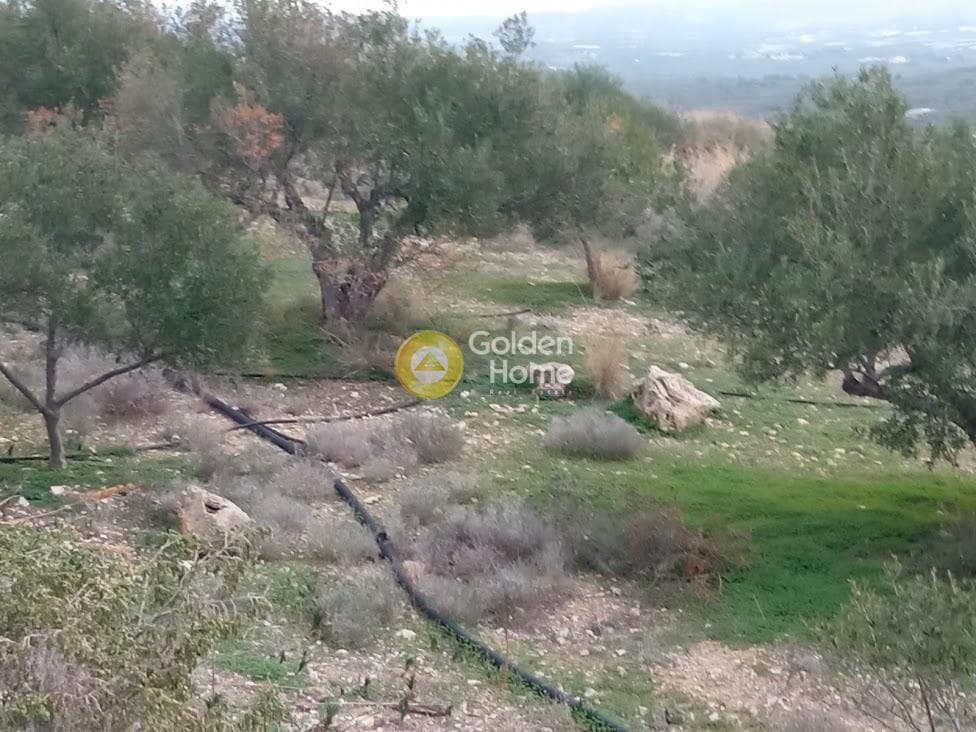 Αγροτεμάχιο στην Καμηλάρι, Τυμπάκι — Φωτογραφία 12 από 22
