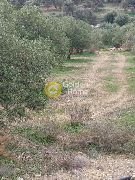 Αγροτεμάχιο στην Καμηλάρι, Τυμπάκι — Φωτογραφία 13 από 22