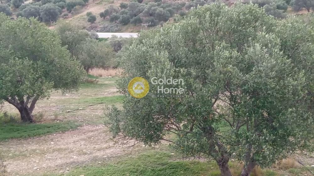 Αγροτεμάχιο στην Καμηλάρι, Τυμπάκι — Φωτογραφία 19 από 22