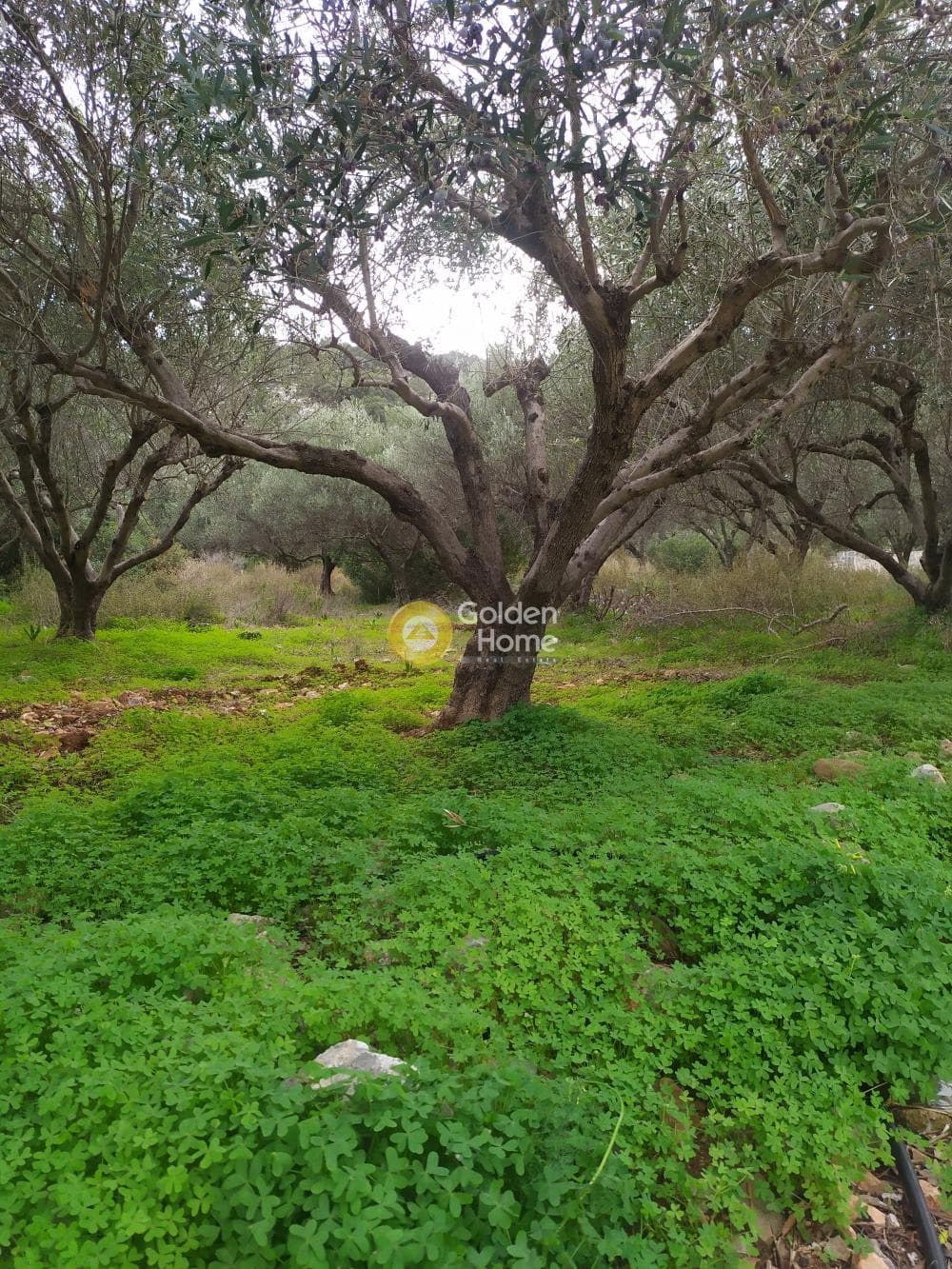 Οικόπεδο στην Άγιος Νικόλαος, Μάλλια — Φωτογραφία 11 από 24