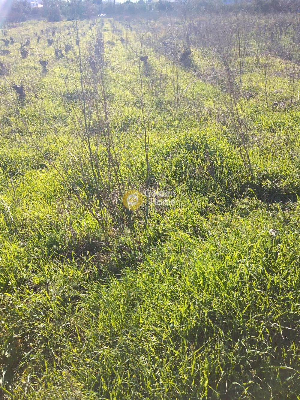 Parcel in Kesaria, Pallini — Photo 7 of 10