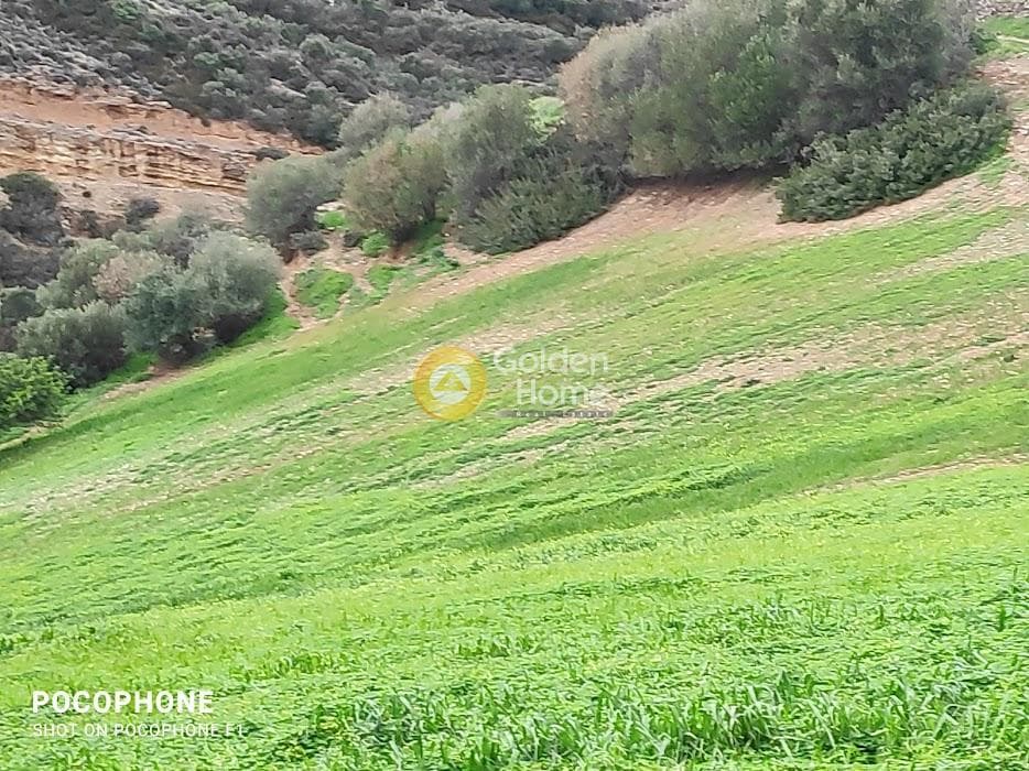 Αγροτεμάχιο στην Ξηρόκαμπος, Τυμπάκι — Φωτογραφία 1 από 21