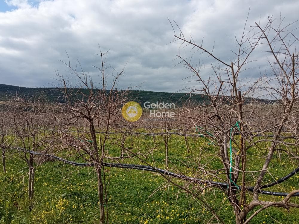 Building Plot in Zervou Metochi, Temenos — Photo 5 of 7