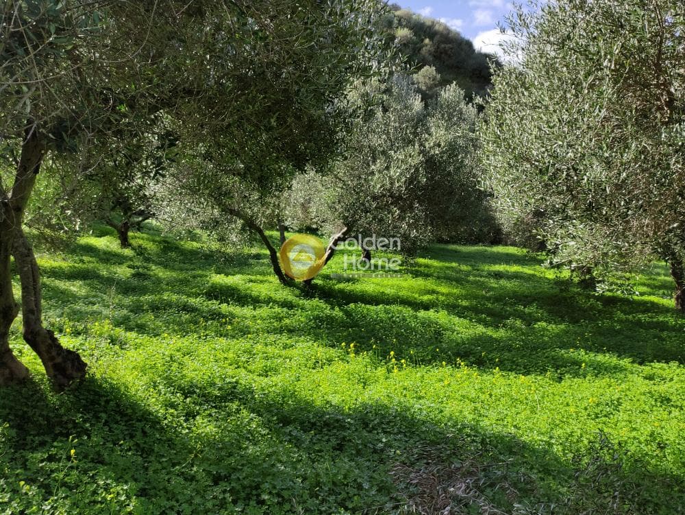 Οικόπεδο στην Λοφούπολη, Τέμενος — Φωτογραφία 2 από 9