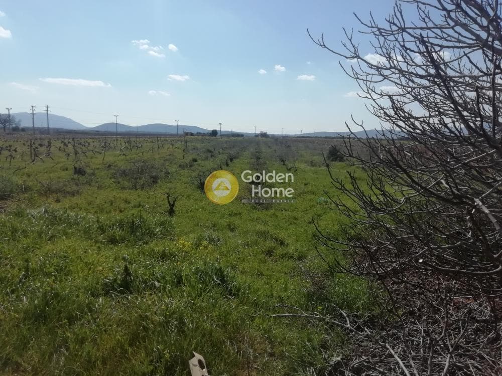 Αγροτεμάχιο στην Αγία Μαρίνα, Παιανία — Φωτογραφία 3 από 5