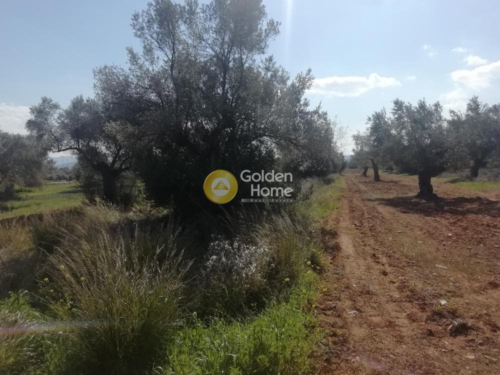 Αγροτεμάχιο στην Αγία Μαρίνα, Παιανία — Φωτογραφία 2 από 5
