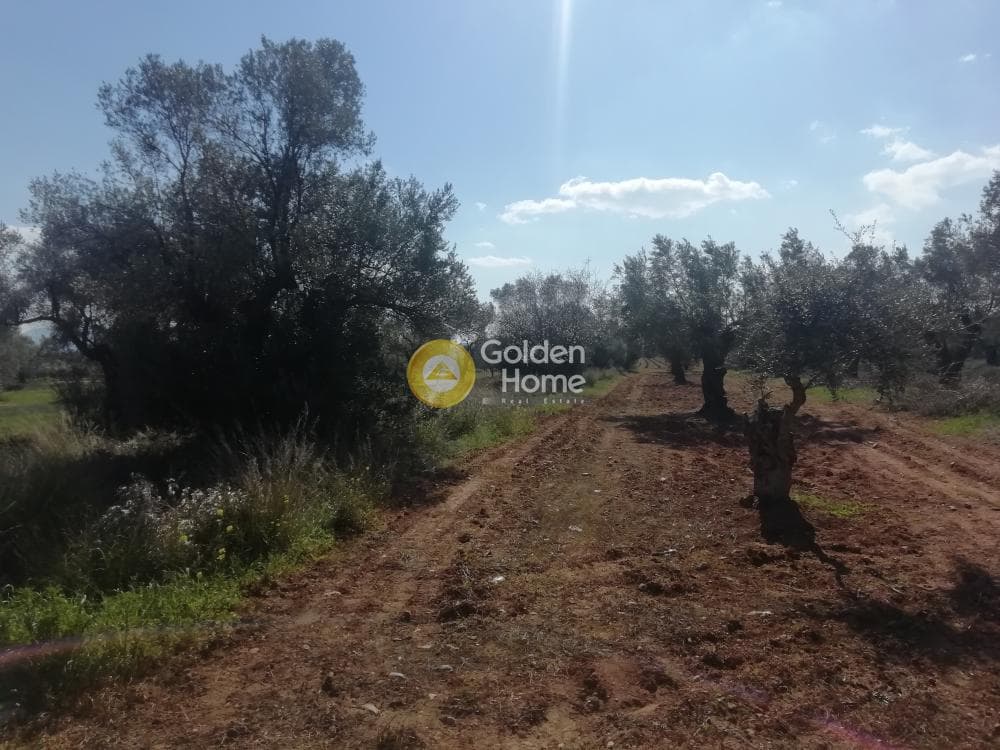 Αγροτεμάχιο στην Αγία Μαρίνα, Παιανία — Φωτογραφία 3 από 5