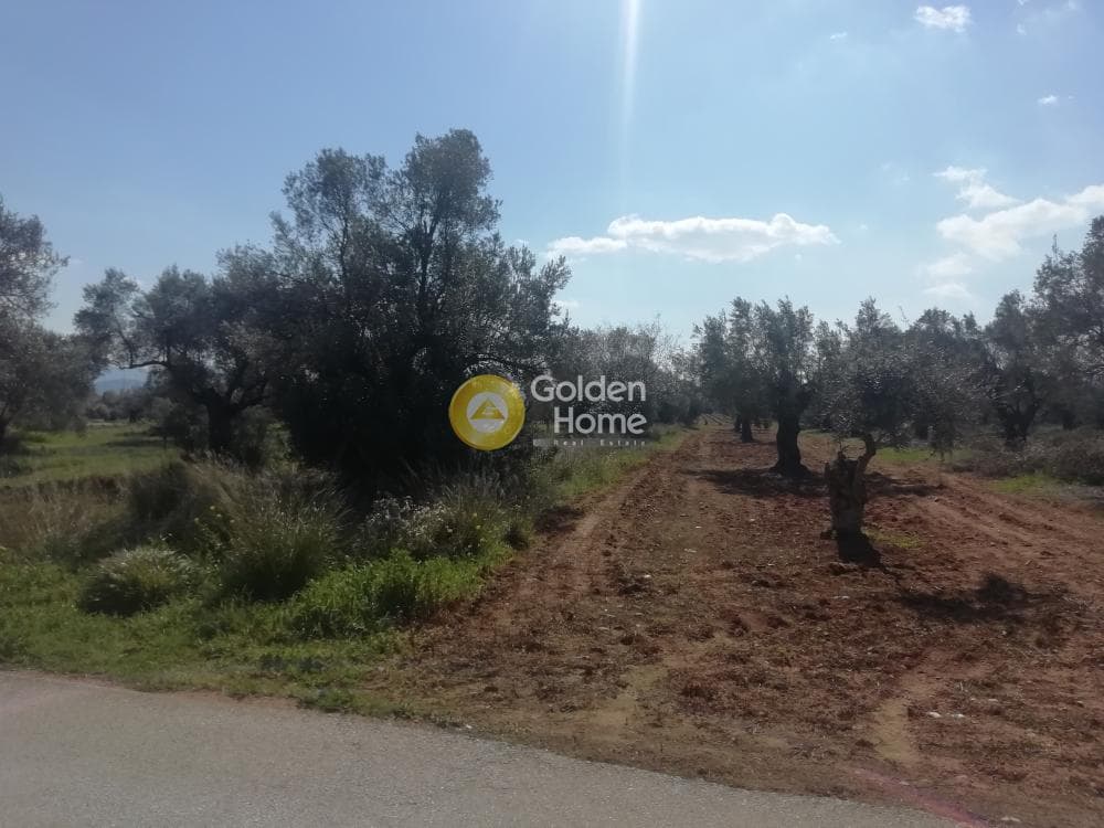 Αγροτεμάχιο στην Αγία Μαρίνα, Παιανία — Φωτογραφία 4 από 5