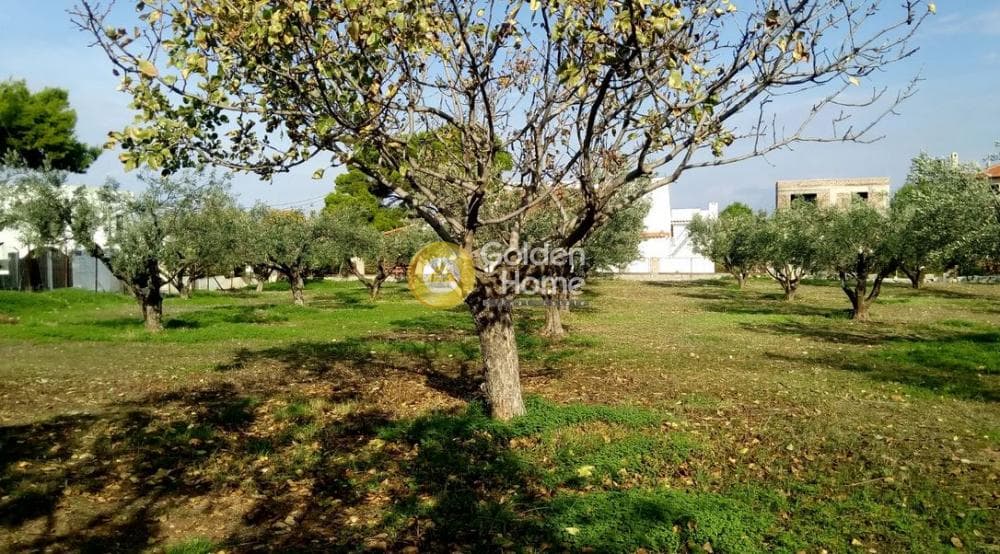Οικόπεδο στην Θερμά, Αίγινα — Φωτογραφία 7 από 16